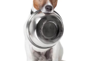 Чим годувати собак