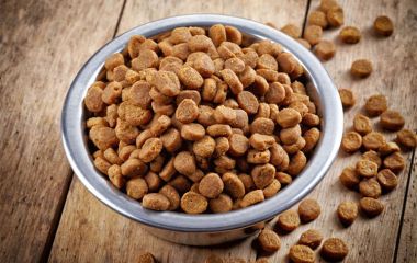 Чи можна годувати собаку лише сухим кормом?